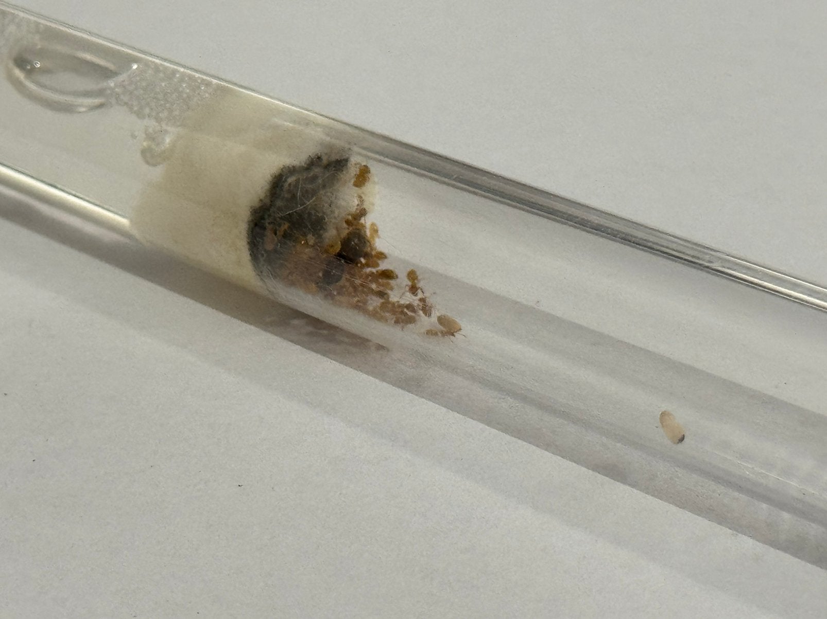 1Q Lasius flavus | +~25 werksters, Mieren