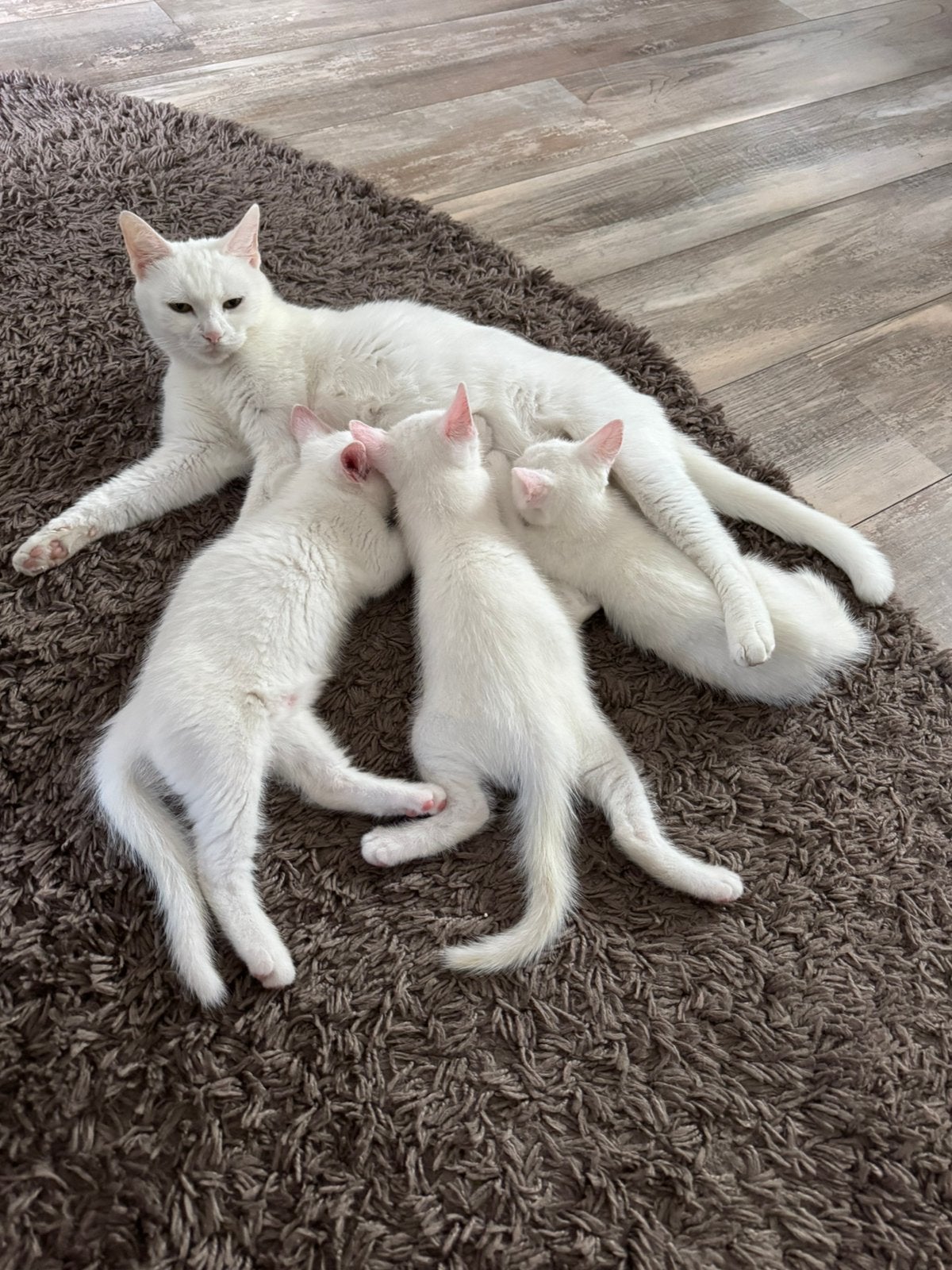 Kittens