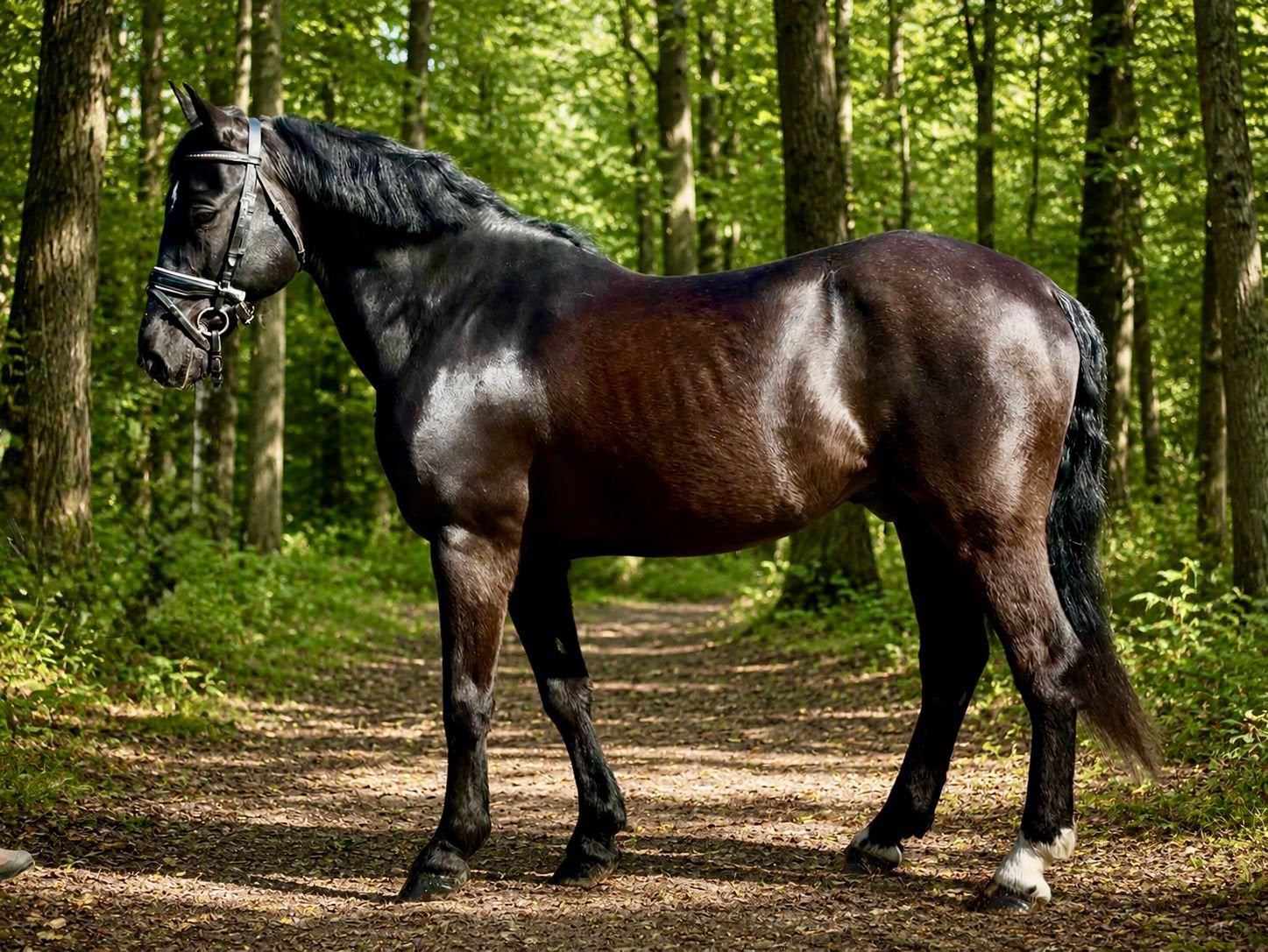 Braaf gereden 10 jarige D pony ruin, Dieren en Toebehoren, Pony's, Gechipt, B, Ruin, 7 tot 10 jaar
