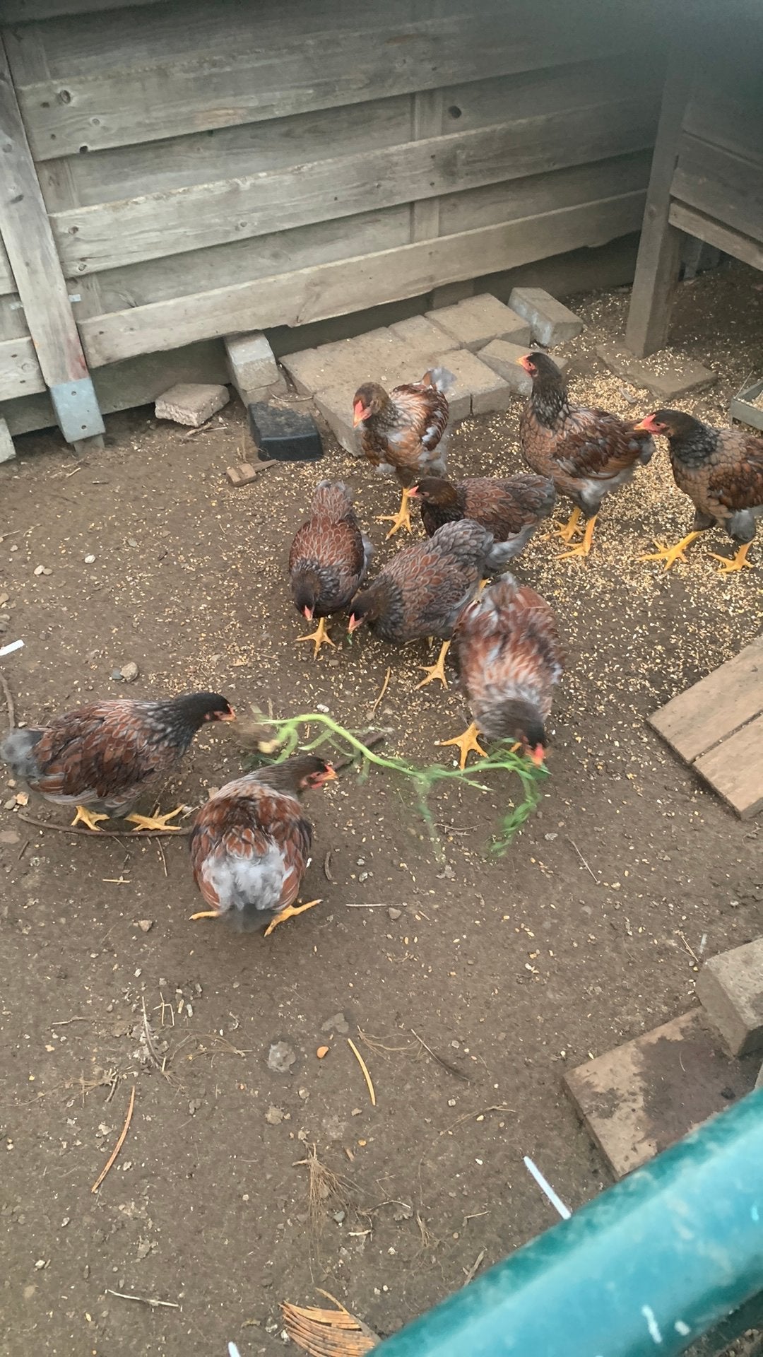 Wyandotte groot, Dieren en Toebehoren, Pluimvee, Kip