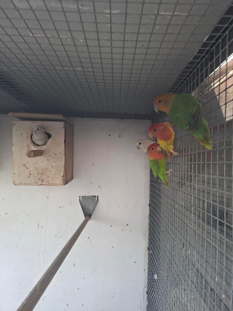 Agaponis  koppel, Dieren en Toebehoren, Vogels | Parkieten en Papegaaien, Meerdere dieren, Dwergpapegaai of Agapornis
