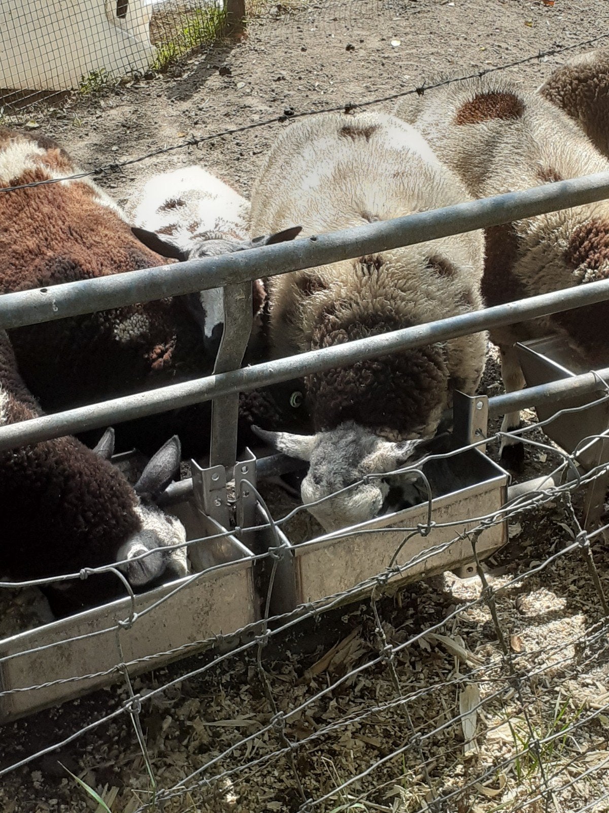 Ooilammeren Bont en 1 Zwarte, Vrouwelijk, Schaap, 0 tot 2 jaar