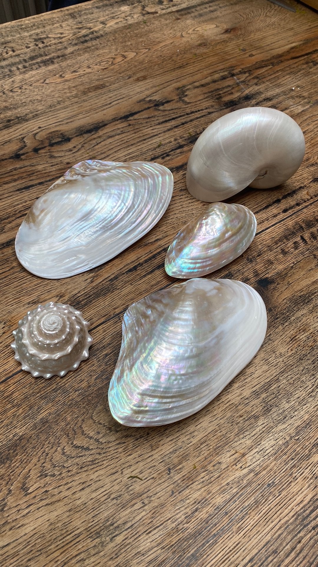 Schelpen groot voormaat, Verzamelen, Mineralen en Fossielen, Ophalen of Verzenden, Schelp(en)