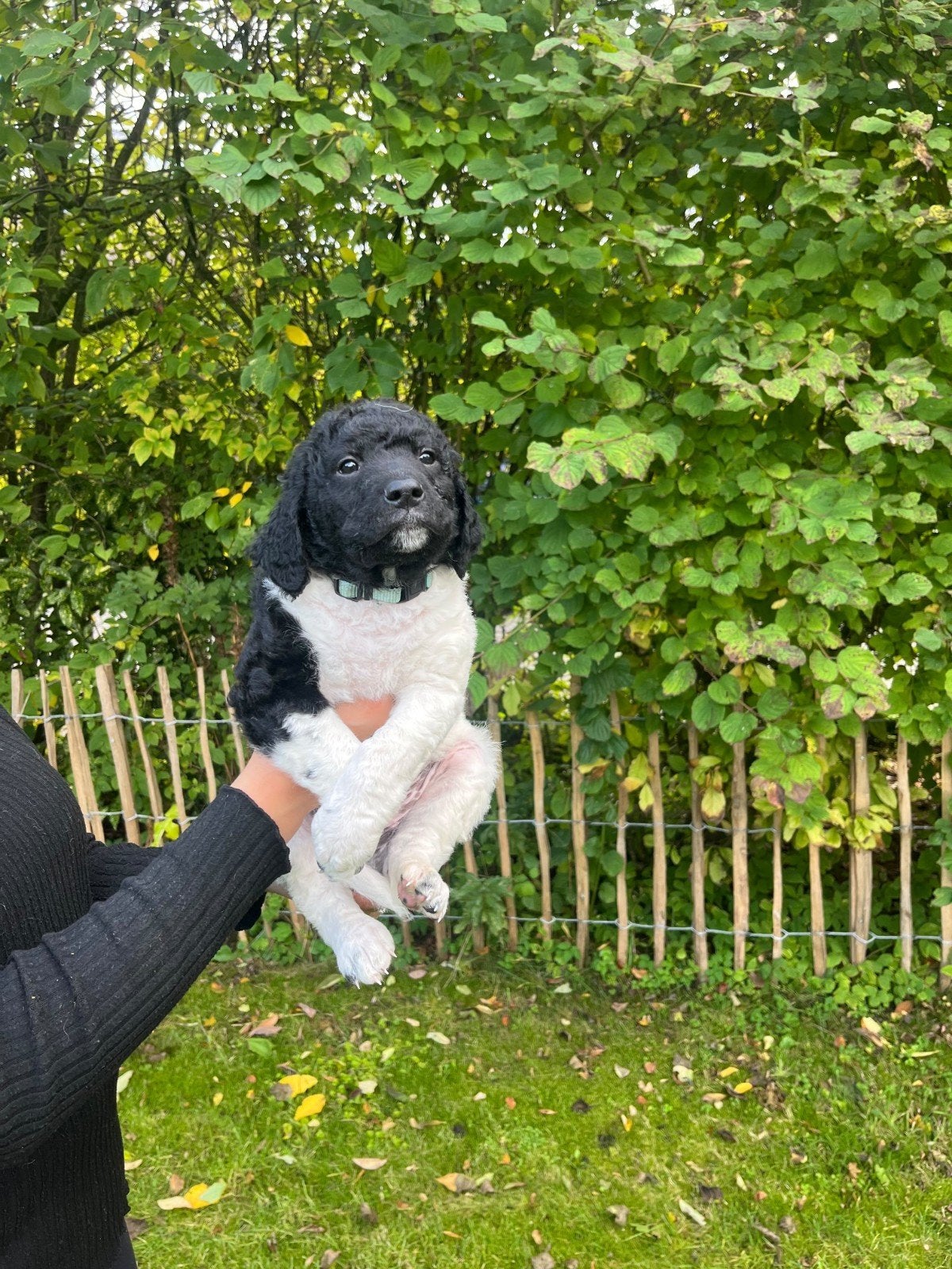 Nog 5  pups friese stabij  x wetterhoun te koop, 8 tot 15 weken, CDV (hondenziekte), Meerdere, Meerdere dieren