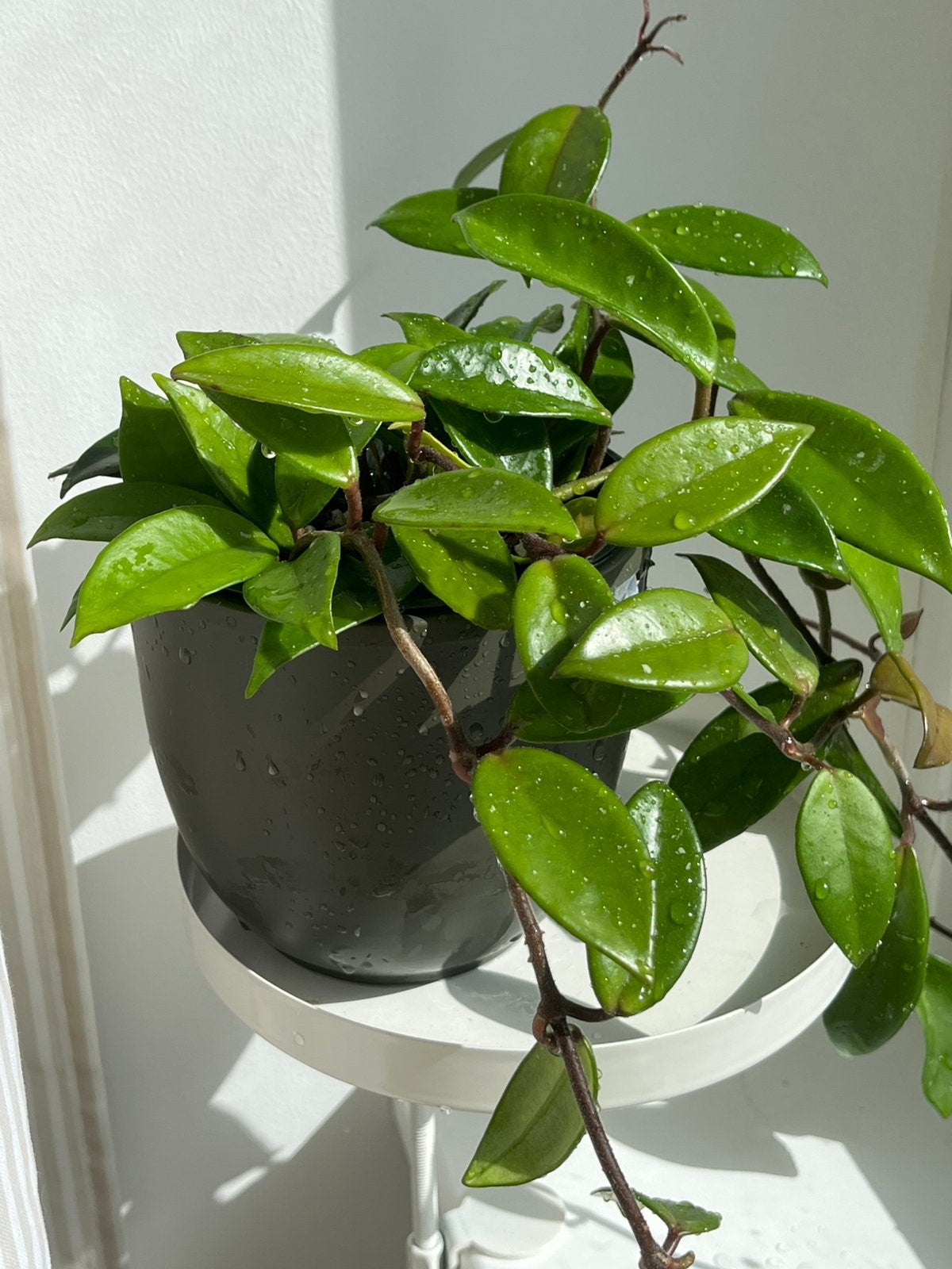 Hoya carnosa (reverted tricolor), Huis en Inrichting, Ophalen of Verzenden, Halfschaduw, Minder dan 100 cm