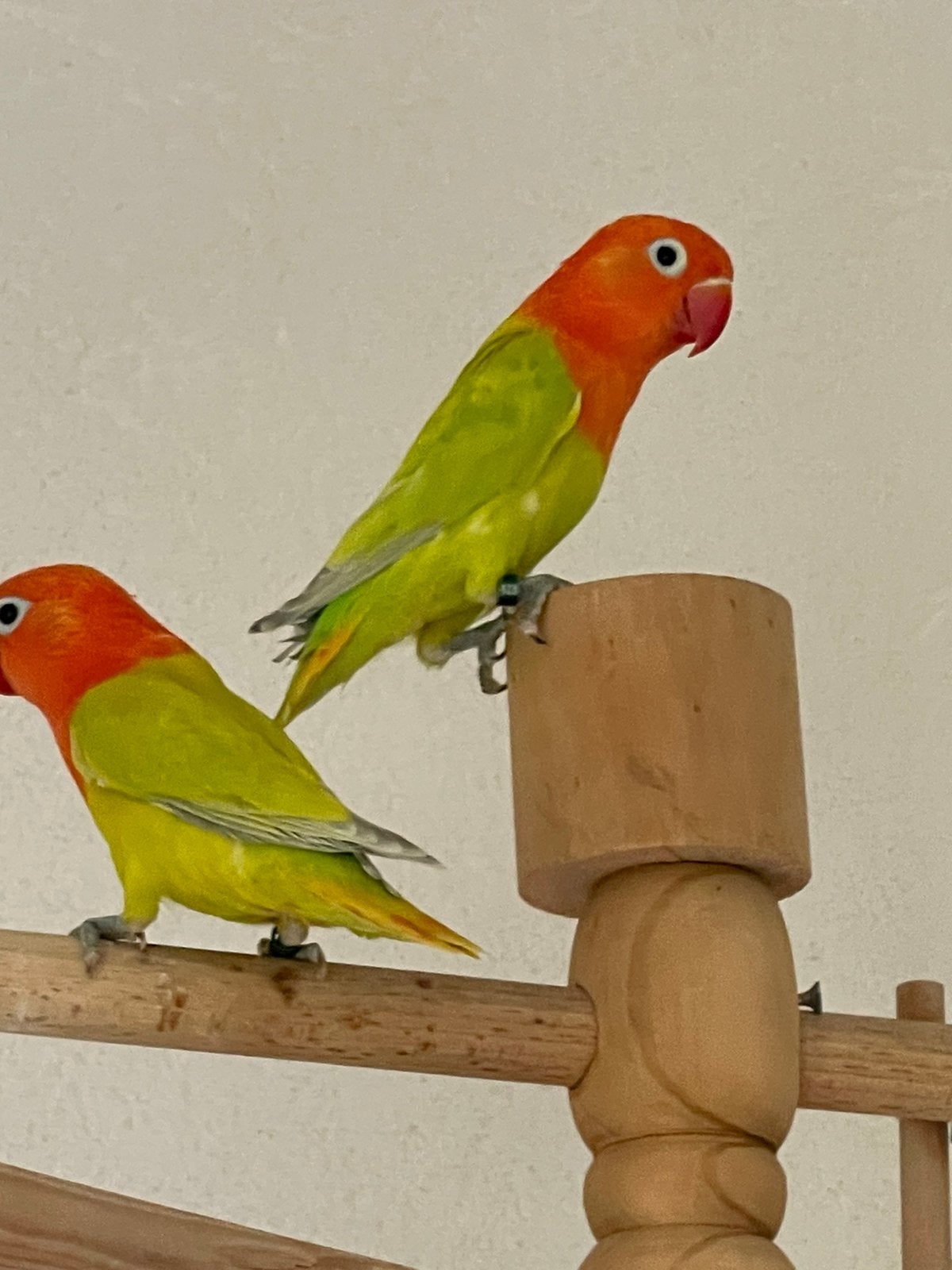 Prachtige en Lieve Agapornis Dwergpapegaai Lovebird Handtam, Dieren en Toebehoren, Vogels | Parkieten en Papegaaien, Meerdere dieren