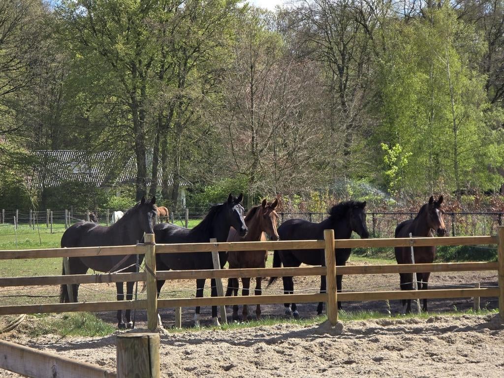 Verzorgers gezocht voor meerdere dressuurpaarden van 8 en 9, Dieren en Toebehoren, Paarden en Pony's | Overige Paardenspullen