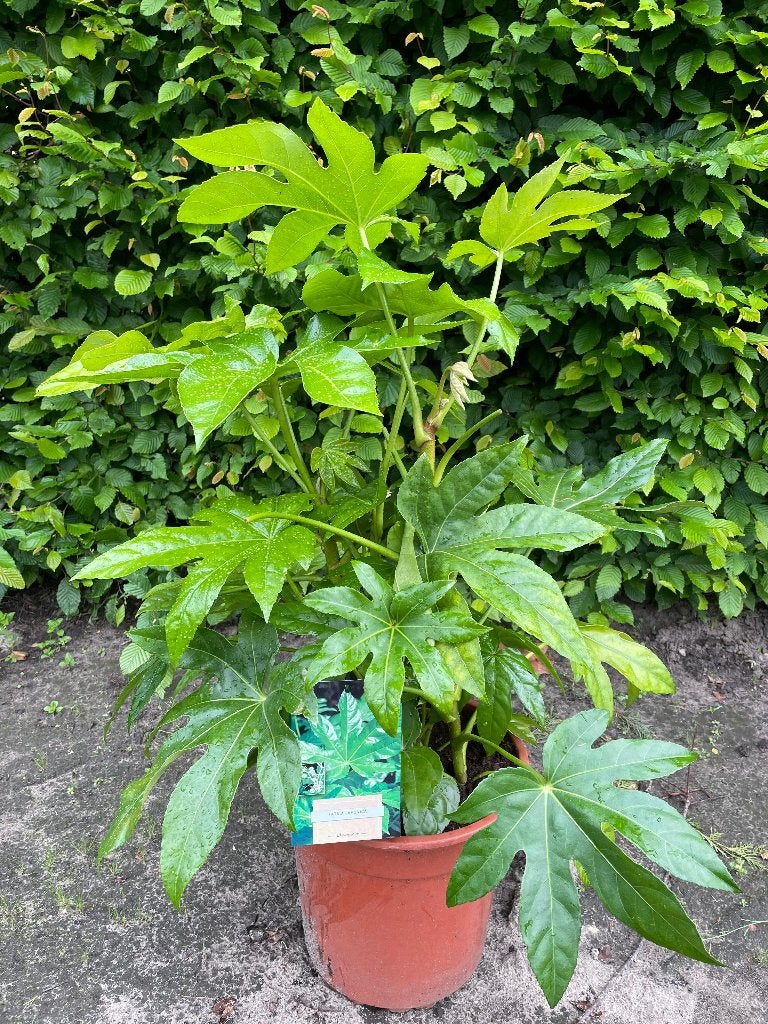 Fatsia japonica, Vaste plant, Halfschaduw, Herfst, Ophalen