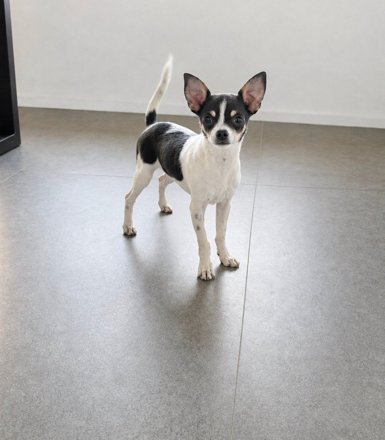 Lieve Chihuahua Teefje – 4 Maandjes Jong, Dieren en Toebehoren, Honden | Chihuahua's en Gezelschapshonden, 8 tot 15 weken, Teef