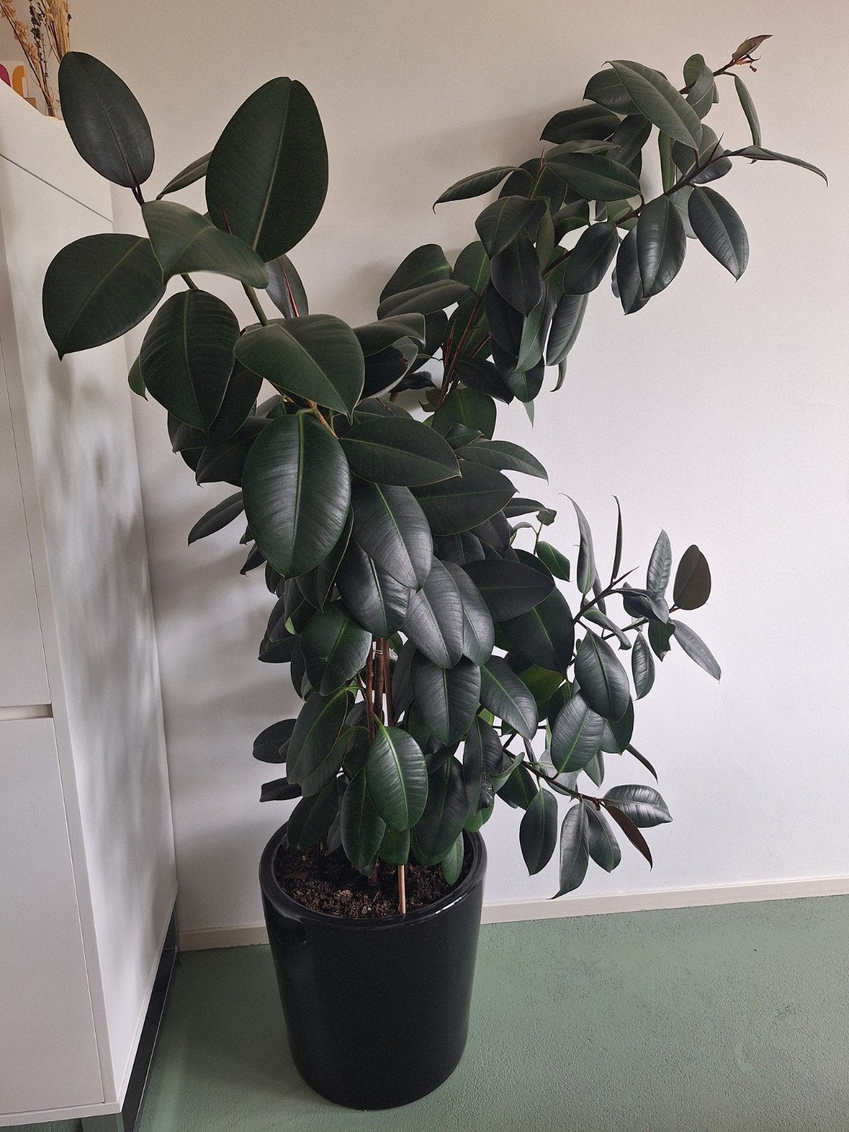 Grote Ficus Elastica (Rubberplant) in pot, Huis en Inrichting, Kamerplanten, Ophalen, Ficus, 100 tot 150 cm, Halfschaduw