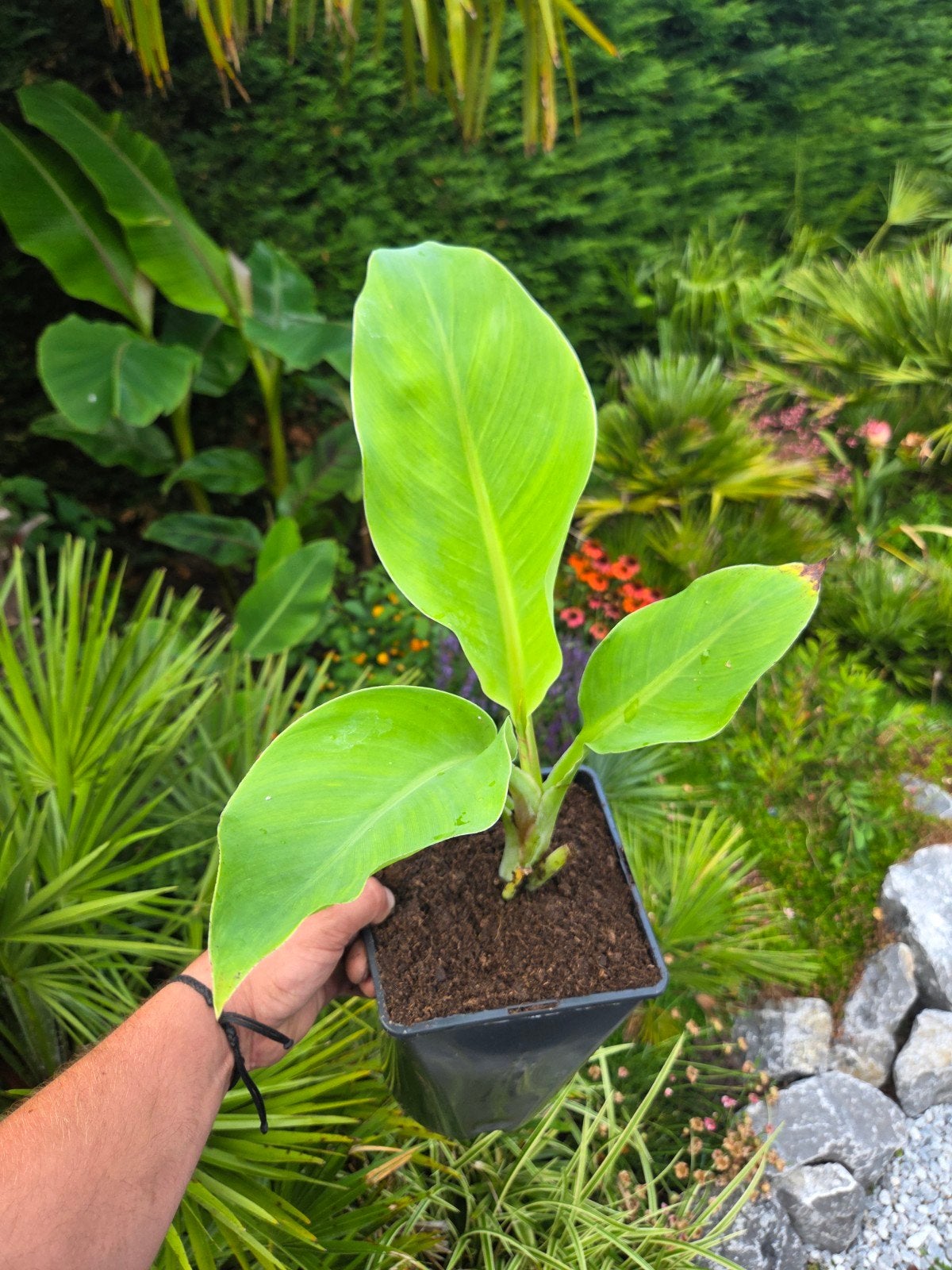 Ensete leconkietii - Exotische Bananenplant, Overige soorten, Volle zon, Vaste plant, Ophalen of Verzenden