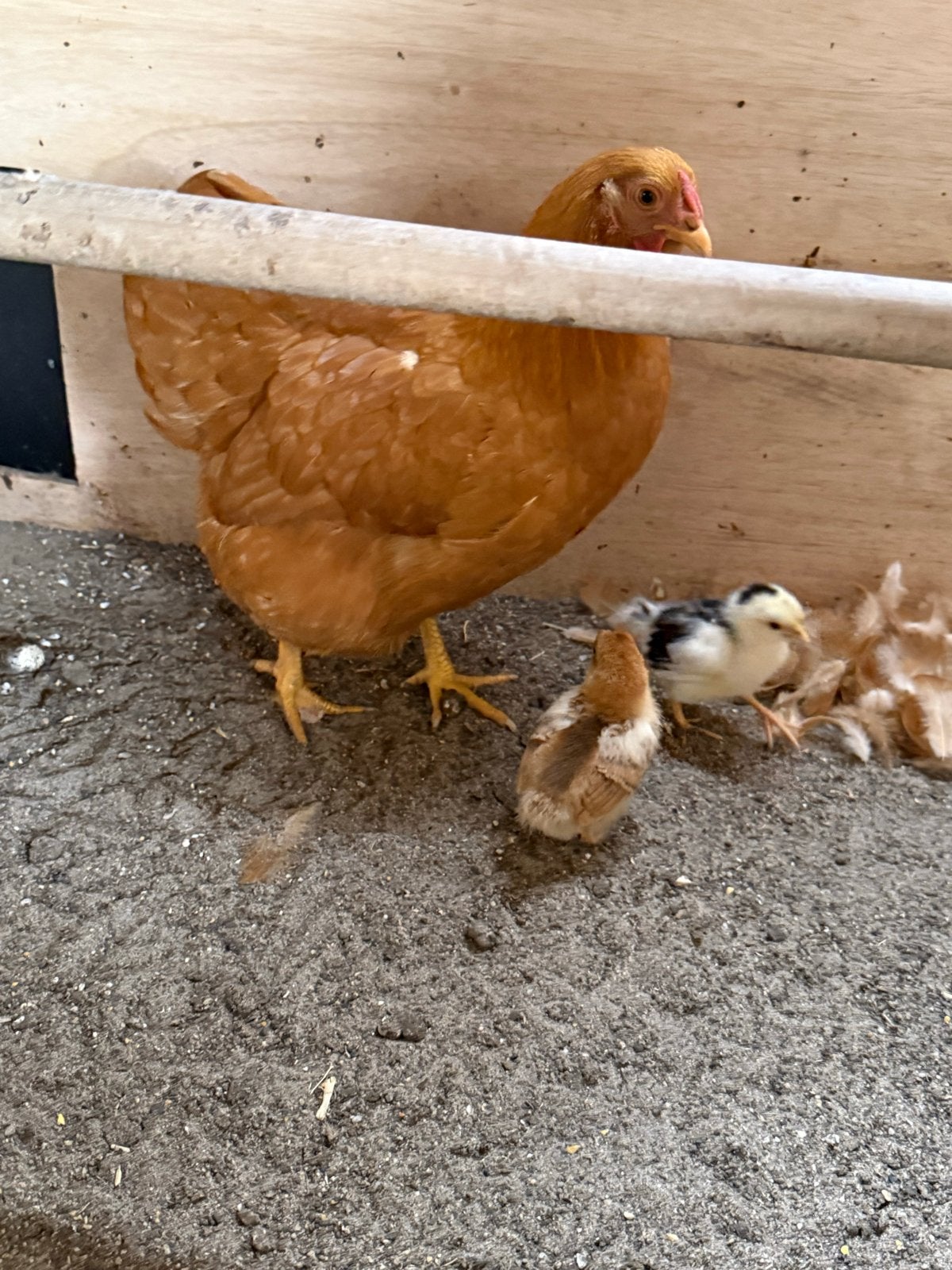 Wyandotte kriel, Dieren en Toebehoren, Pluimvee, Vrouwelijk, Kip
