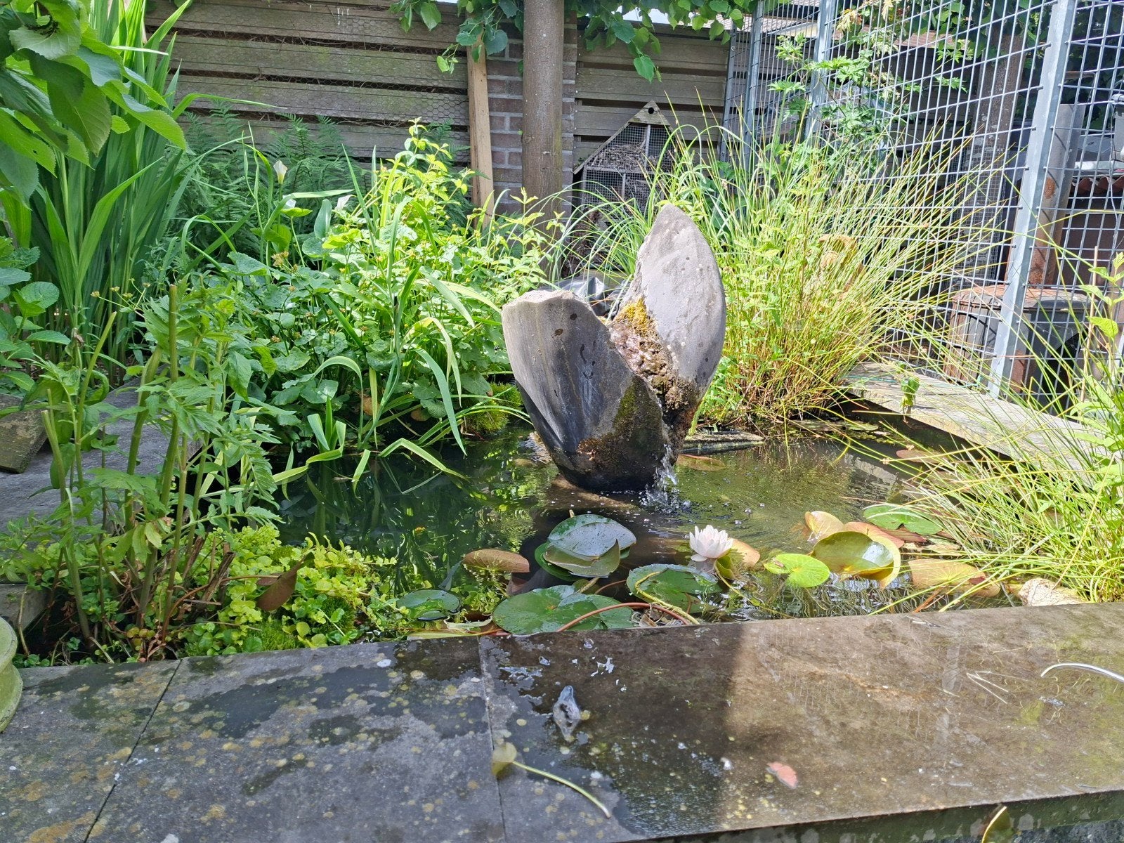 Diverse vijverplanten: 2 waterlelies, dotter en meer, Tuin en Terras, Ophalen, Gebruikt