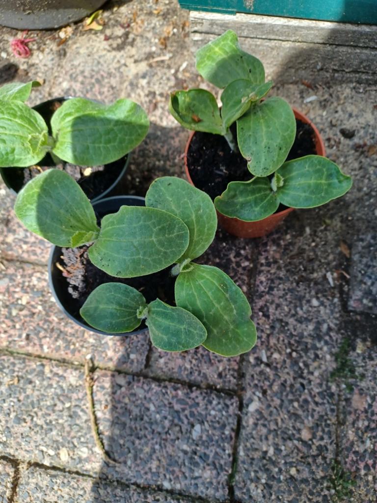 Nog 8 pompoen plantjes voor grote  pompoenen, Ophalen, Eenjarig, Groenteplanten, Volle zon