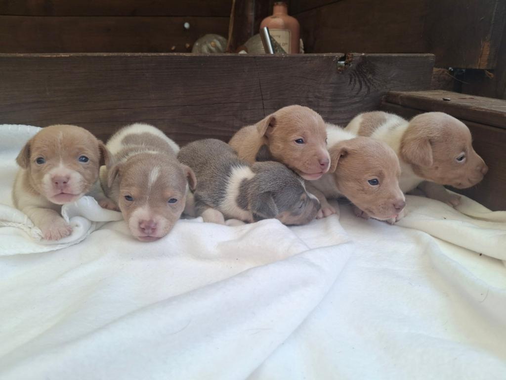 Prachtige Jack Russell pups unieke kleuren lavendel, Dieren en Toebehoren, Honden | Jack Russells en Terriërs, Jack Russell Terriër
