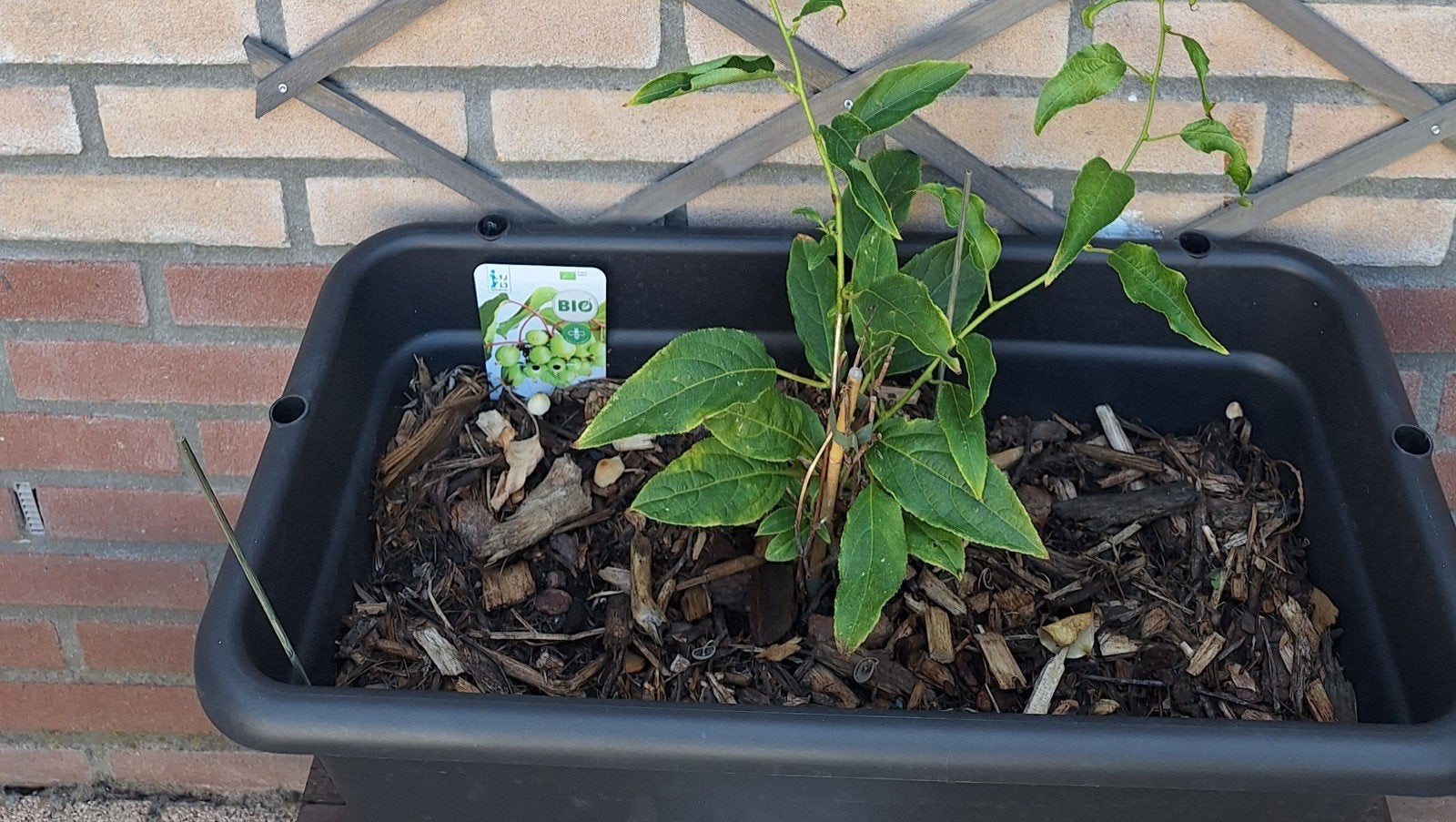 Kiwibes en frambozen planten, Tuin en Terras, Planten | Tuinplanten, Ophalen, Vaste plant, Halfschaduw, Zomer