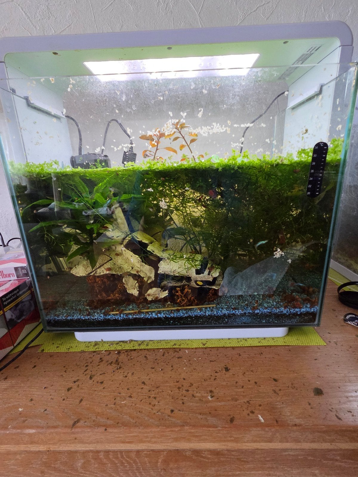 Compleet aquarium met 50 raszuivere guppen en garnalen, Ophalen, Gebruikt, Inclusief toebehoren, Gevuld zoetwateraquarium