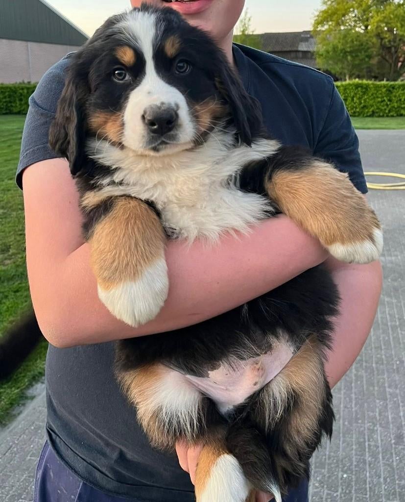 Berner sennen pups, België, Fokker | Hobbymatig, Reu, Parvo