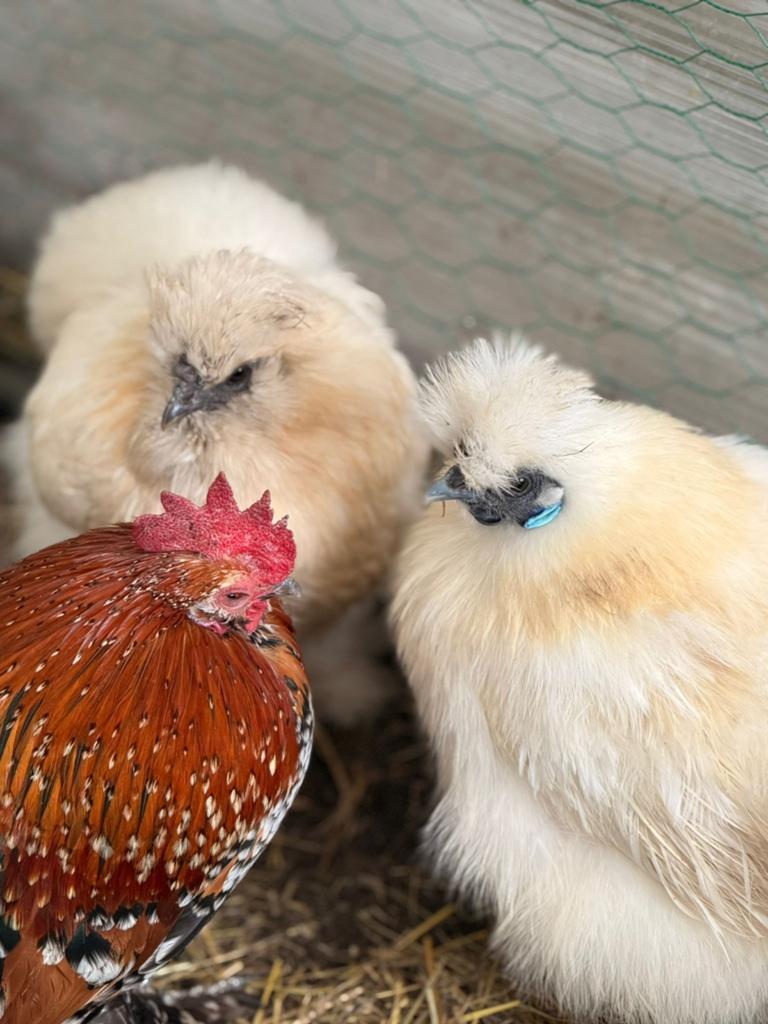 Sierkippen te koop, Dieren en Toebehoren, Pluimvee, Meerdere dieren, Kip