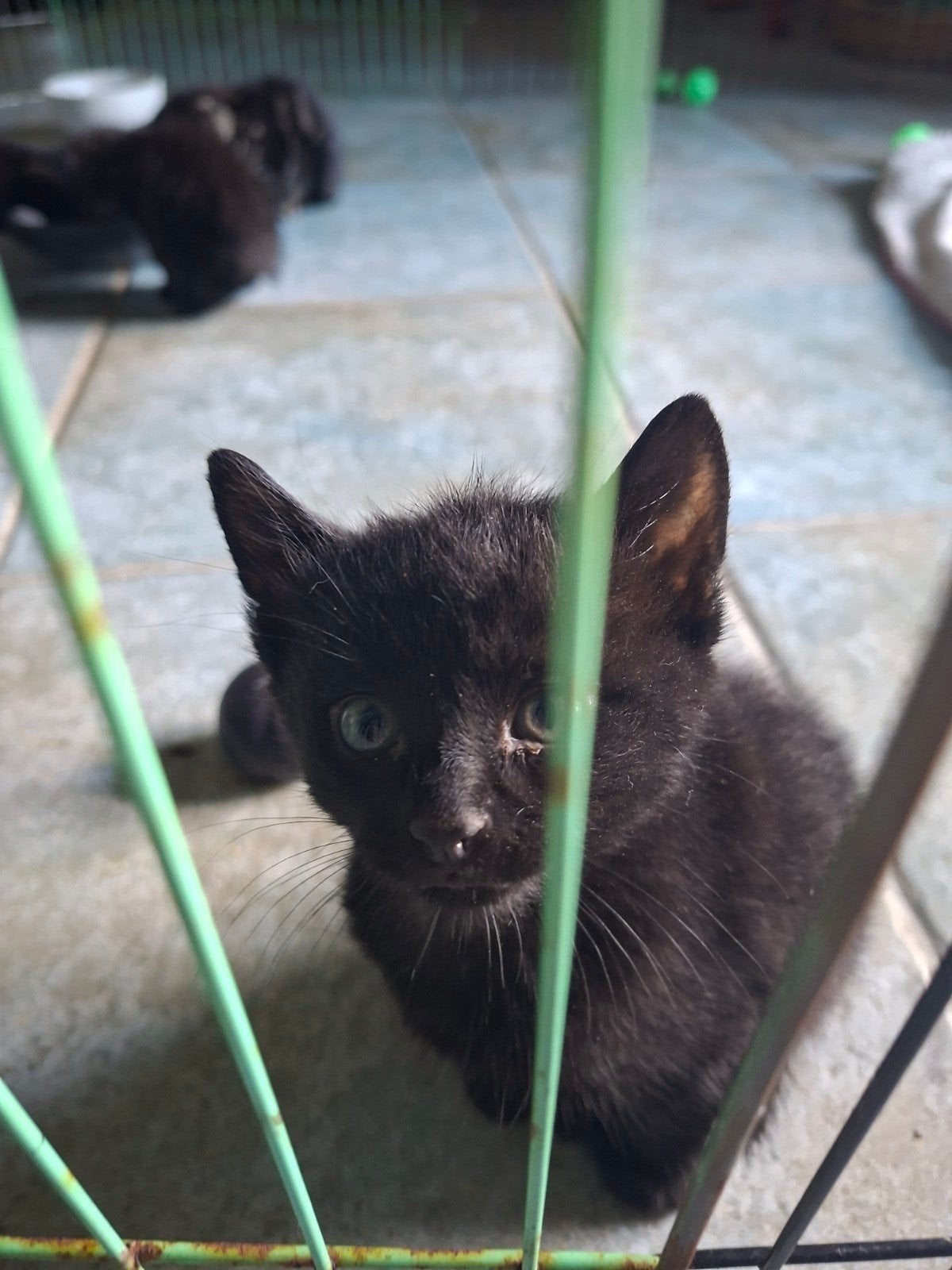 kitten te koop, Dieren en Toebehoren, Kater, Kortharig, 0 tot 2 jaar