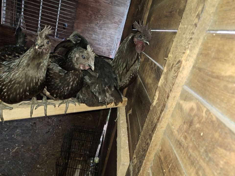 Broedeieren Ayam Cemani, Geslacht onbekend, Kip