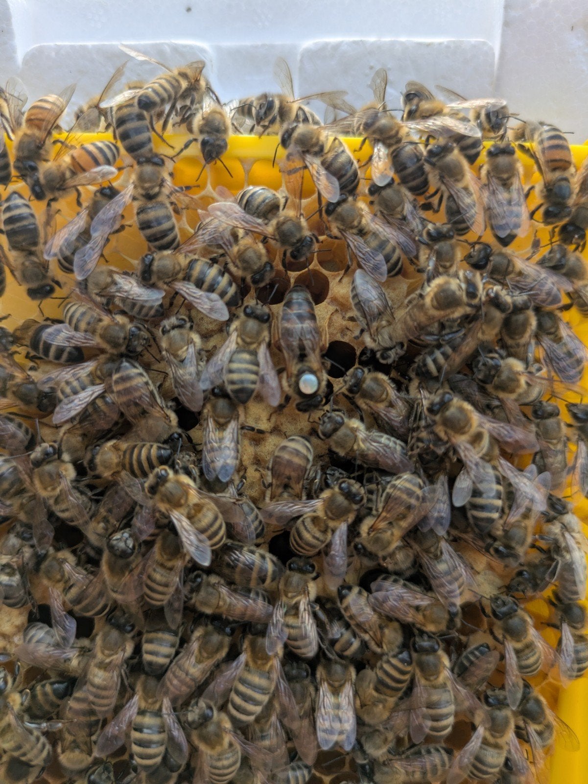 bijenvolk/koningin, Dieren en Toebehoren, Bijen