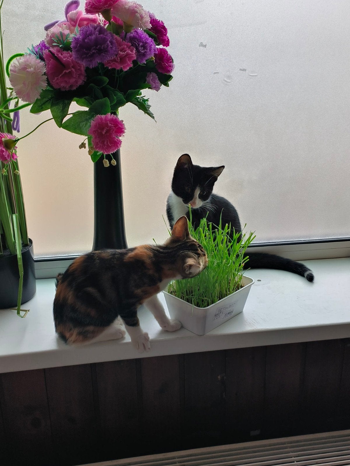 kitten zwart wit kat 4 maand 50€, Kater