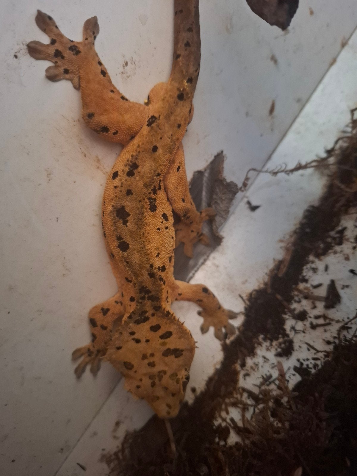 Wimpergekko man super dalmation, Hagedis, 0 tot 2 jaar