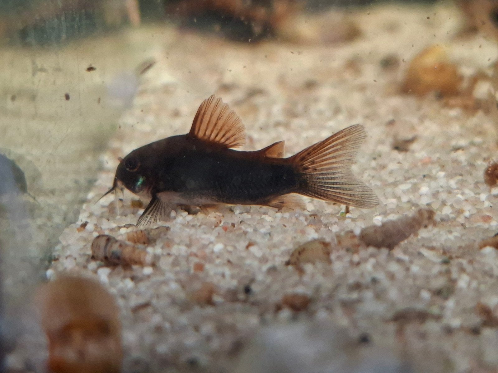 Corydoras Venezuela black eigen kweek, Dieren en Toebehoren, Vissen | Aquariumvissen, Vis