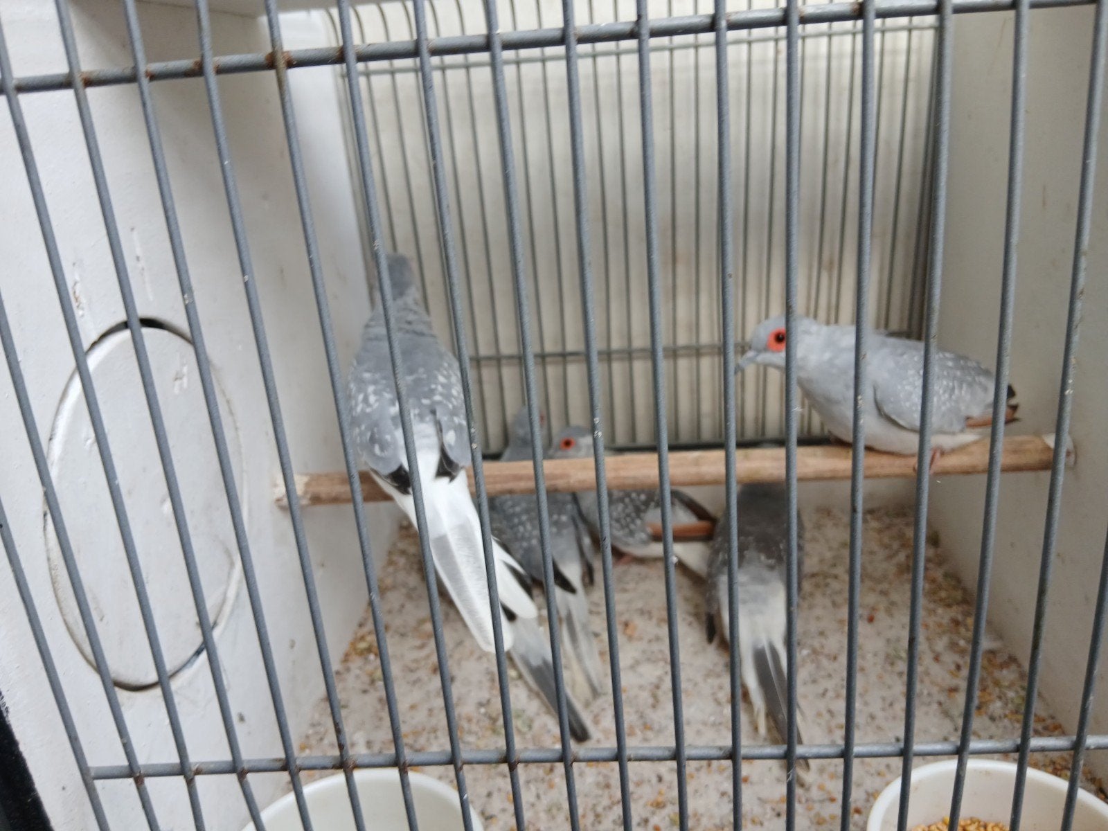 10 diamantduifjes, Dieren en Toebehoren, Meerdere dieren