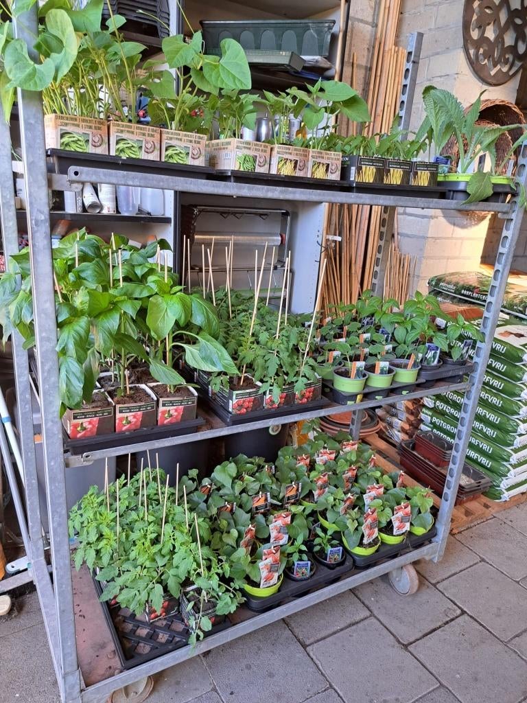 Moestuinplanten, Ophalen, Eenjarig, Overige soorten, Volle zon
