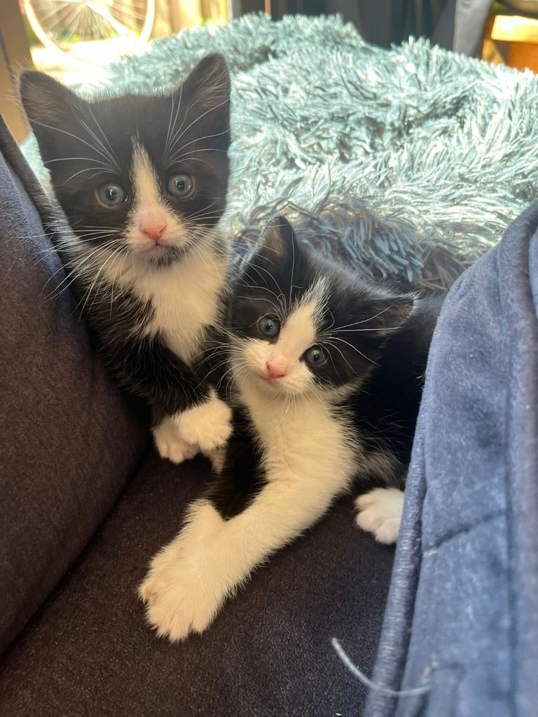 Kittens kruizing Noorse bos kat, Dieren en Toebehoren, Katten en Kittens | Raskatten | Langhaar, Poes, Ontwormd