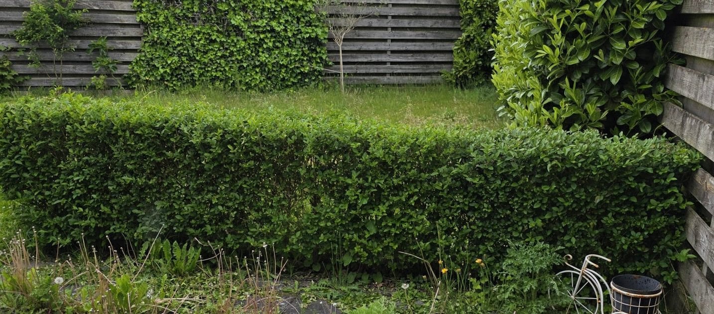 Heg gratis, Tuin en Terras, Ophalen, Overige soorten, Haag, Minder dan 100 cm