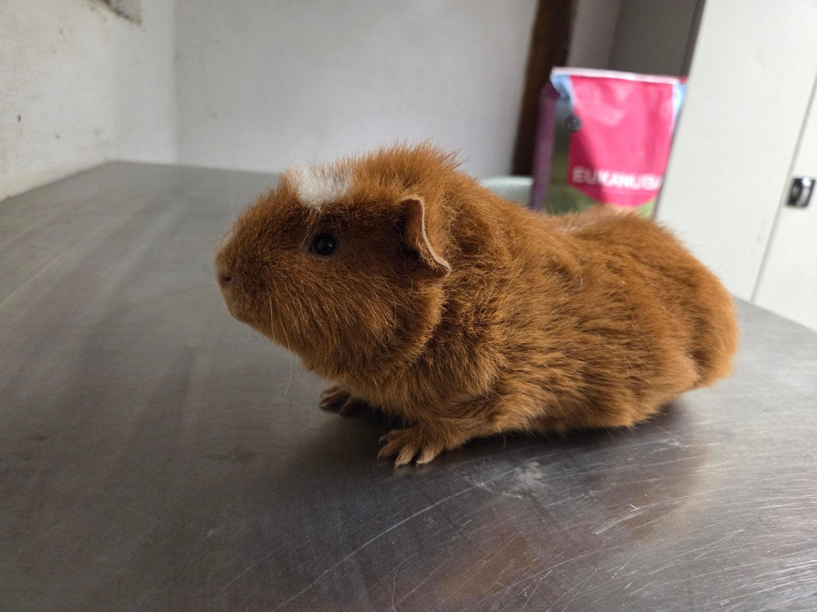 Gratis af te halen: mannetjescavia Pip, Dieren en Toebehoren, Mannelijk, Tam, Maart, Cavia