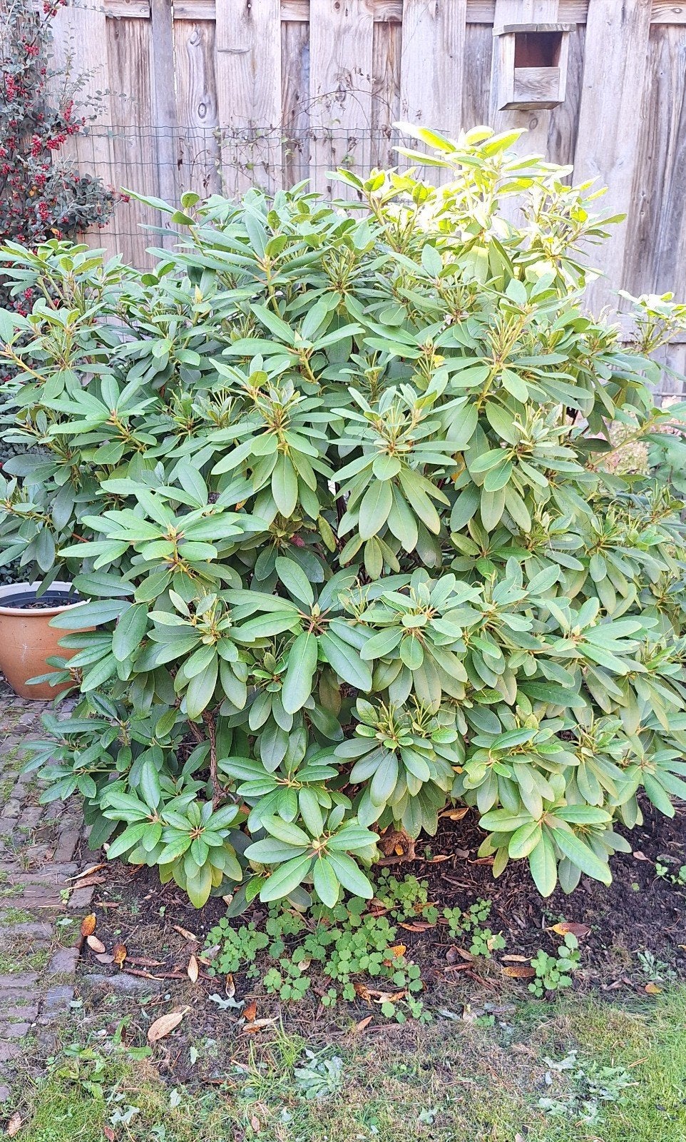 Rhododendron - Prachtige bloeiende struik, Vaste plant, Halfschaduw, Lente, Ophalen