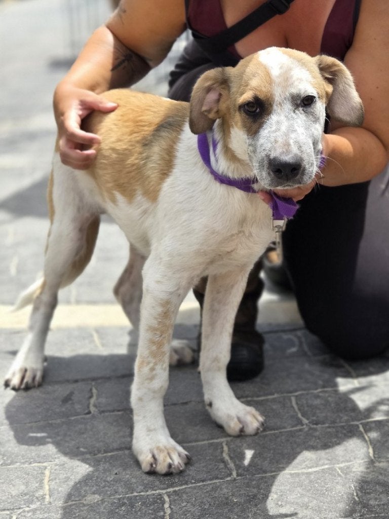 ACE: Freya is een flinke dame met een klein gevoelig hartje, Dieren en Toebehoren, Honden | Niet-rashonden, Particulier, 15 weken tot 1 jaar
