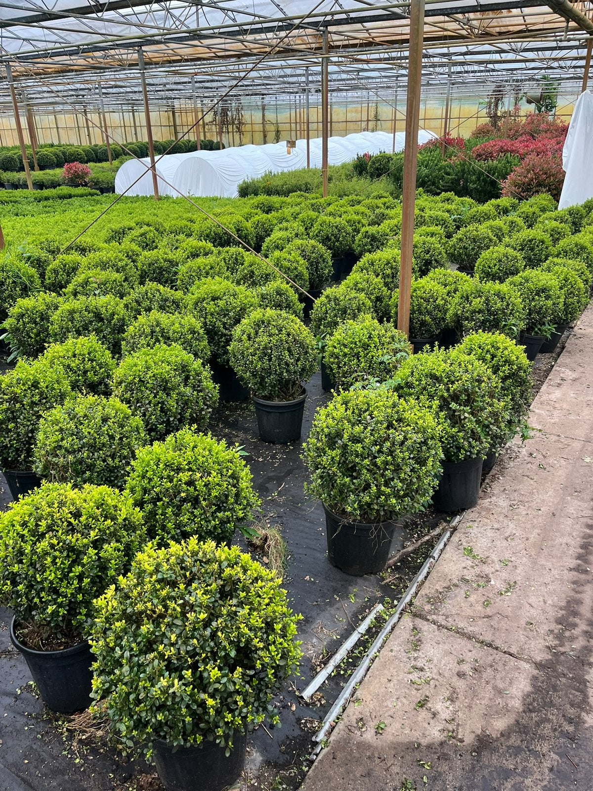 Foto 3 van Ilex bollen - Diverse andere soorten in bolvorm