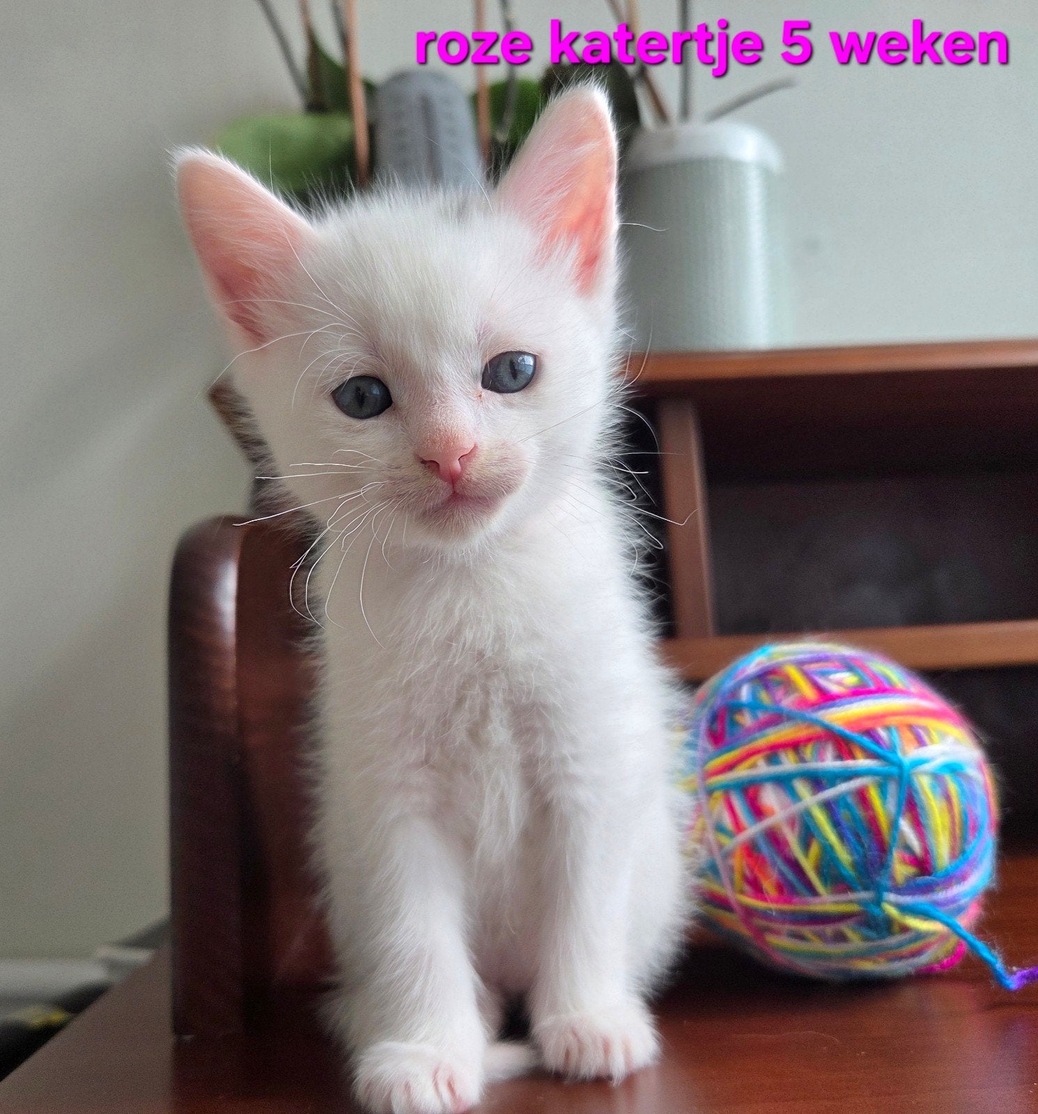 Ragdoll, Siamees, siamese,  kittens, Meerdere dieren