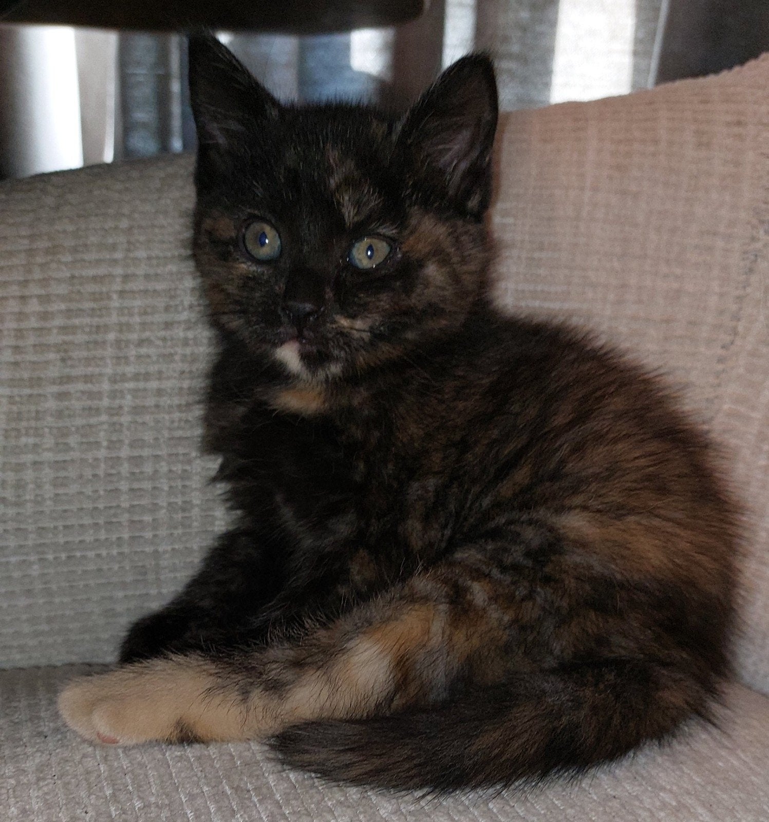 Britse korthaar kruising kittens (vrouwtjes), Poes