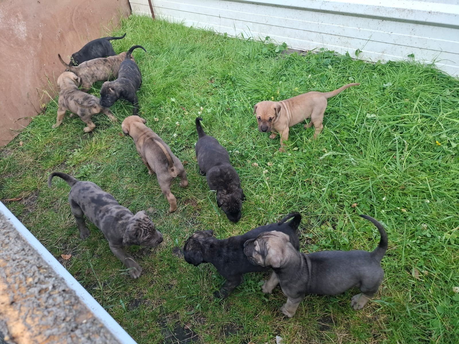 Mooie gezonde pups te koop, Dieren en Toebehoren, Honden | Niet-rashonden, Meerdere, Meerdere dieren, Middel, Nederland
