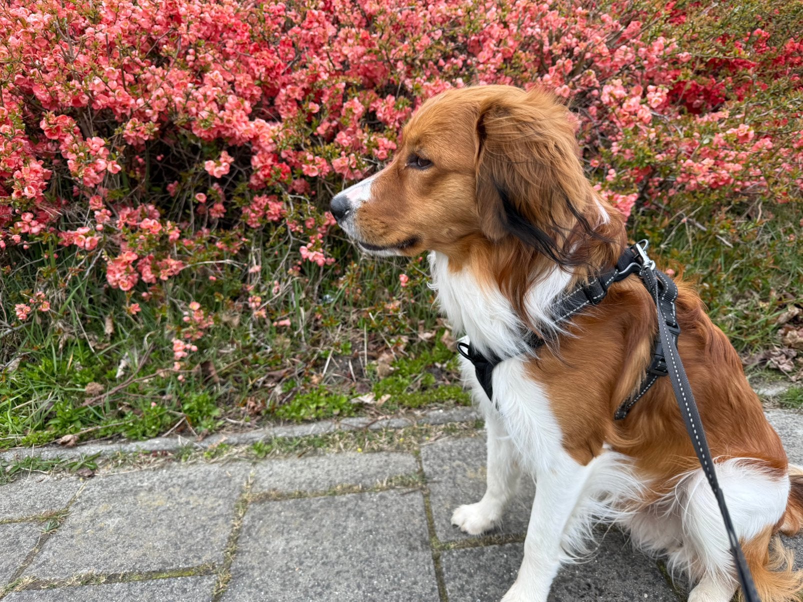 Kooikerhondje 12 maanden zoekt nieuw thuis, Dieren en Toebehoren, Honden | Niet-rashonden, 15 weken tot 1 jaar, Reu, Eén hond