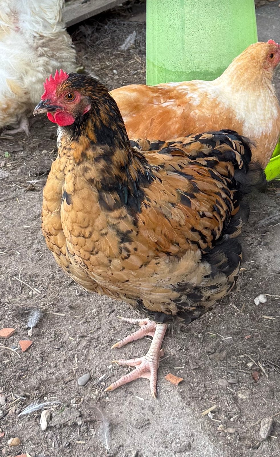 Lieve jonge Orpington haan, Dieren en Toebehoren, Pluimvee, Mannelijk, Kip