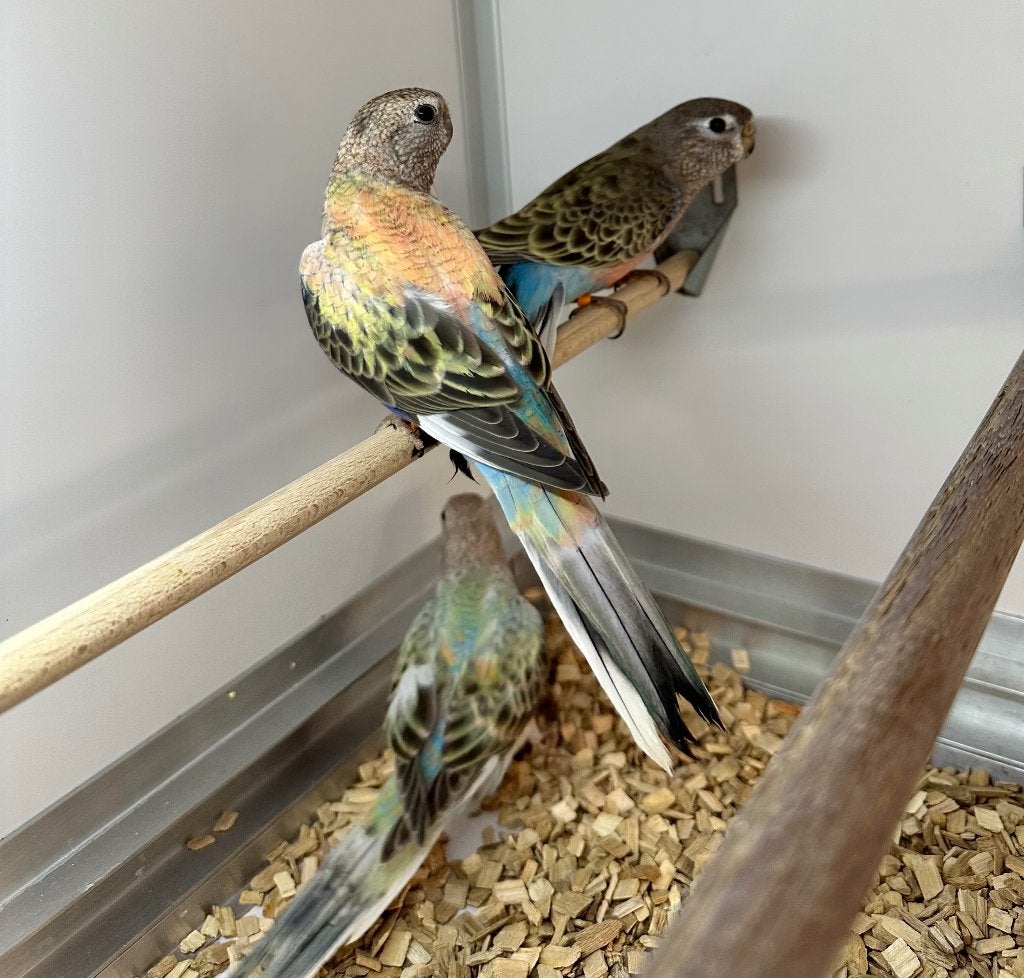 Bourke parkieten, Dieren en Toebehoren, Meerdere dieren, Parkiet