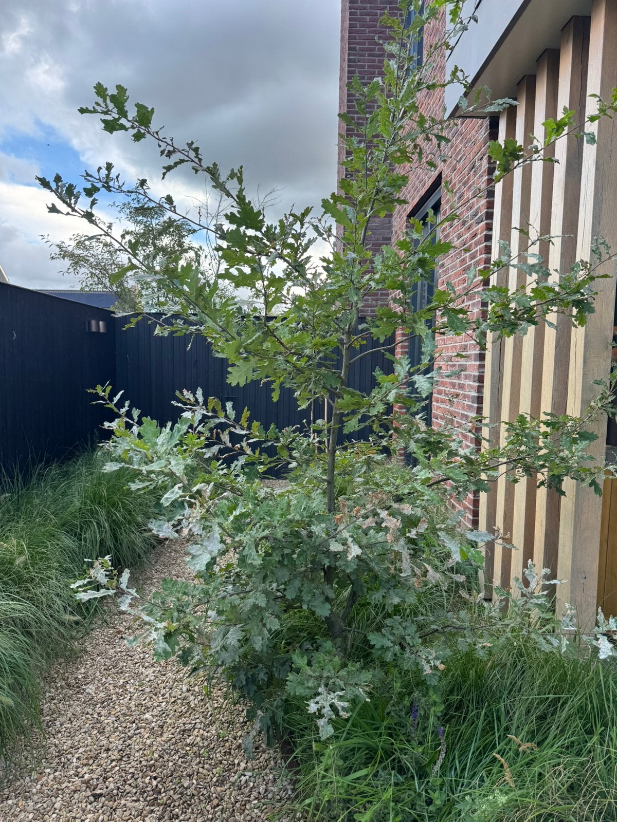 Eikenboom, Tuin en Terras, Planten | Bomen, Ophalen, Zomer, Volle zon, Overige soorten