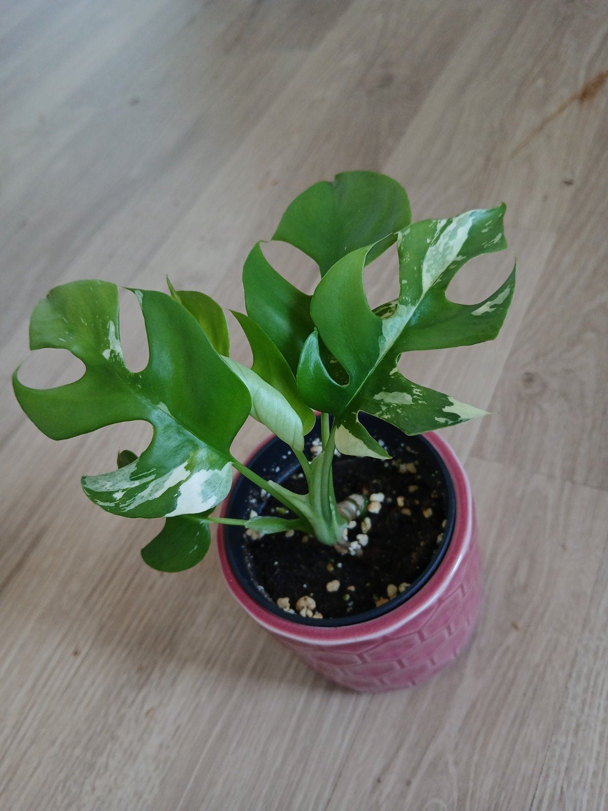 Monstera rhaphidophora tetrasperma variegata, Huis en Inrichting, Kamerplanten, Ophalen of Verzenden, Halfschaduw, Minder dan 100 cm