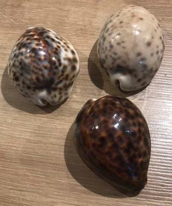 3x cypraea pantherina/tigris, Ophalen of Verzenden