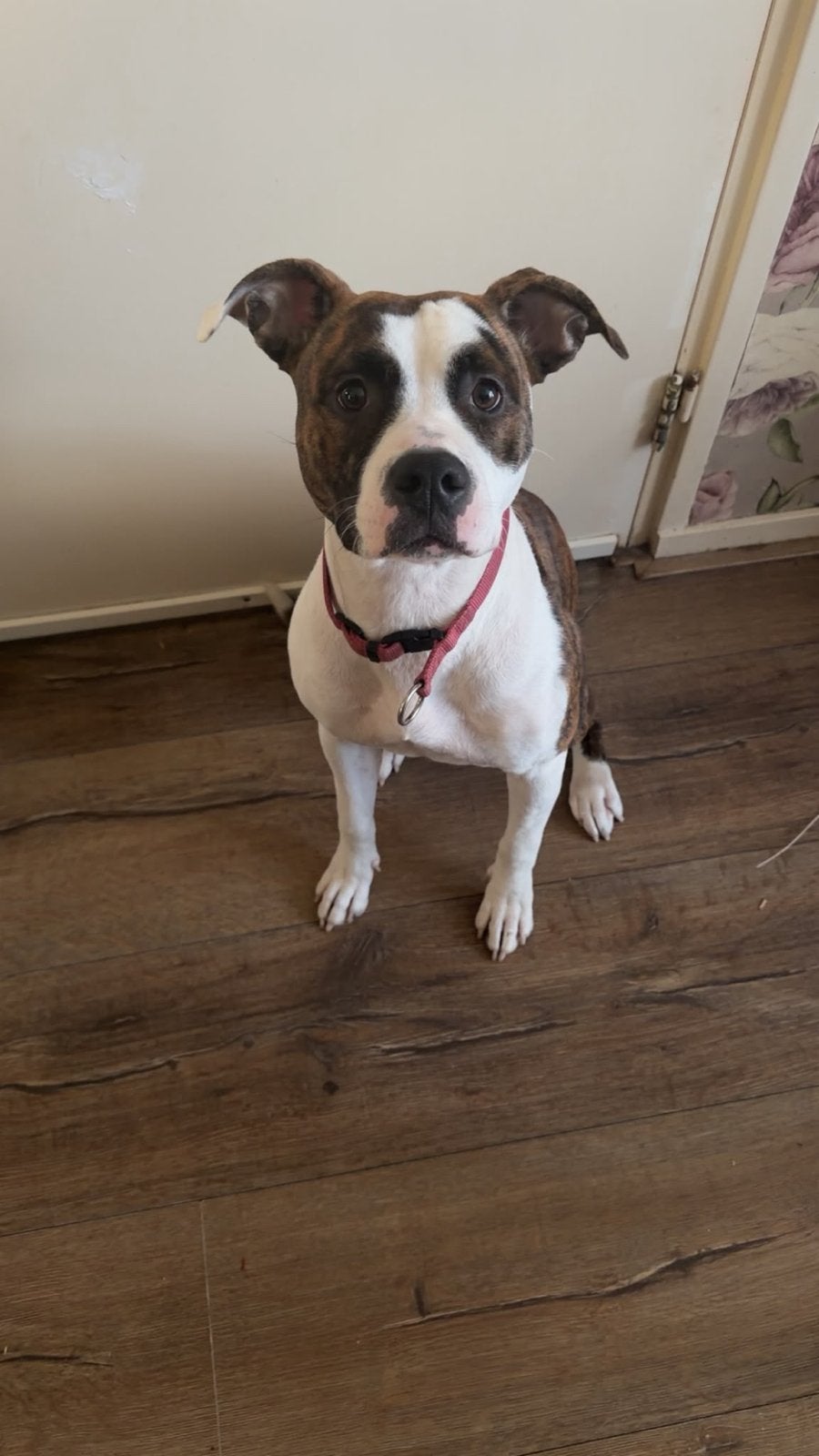Pittbull, 15 weken tot 1 jaar, Teef, Parvo, Eén hond