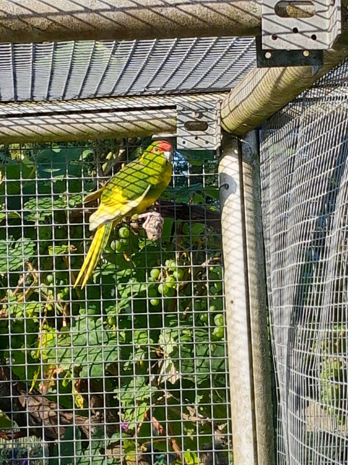 Kakariki's, Dieren en Toebehoren, Meerdere dieren, Parkiet, Geringd