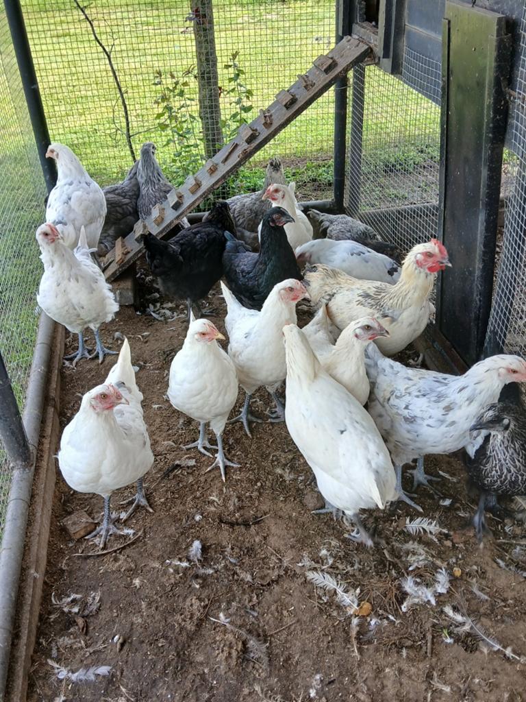 Leghennen groot soort  08- 02- 2026 geboren, Dieren en Toebehoren, Pluimvee, Vrouwelijk, Kip