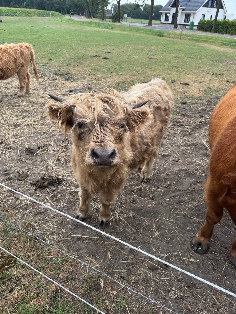 Schotse hooglander stier, Dieren en Toebehoren, Runderen, Mannelijk, 0 tot 2 jaar